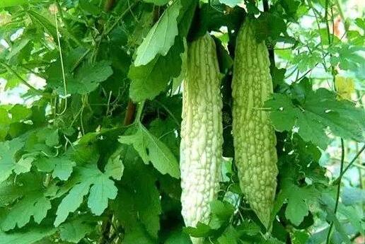 苦瓜的功效与作用 苦瓜泡水喝效果好过祛痘产品