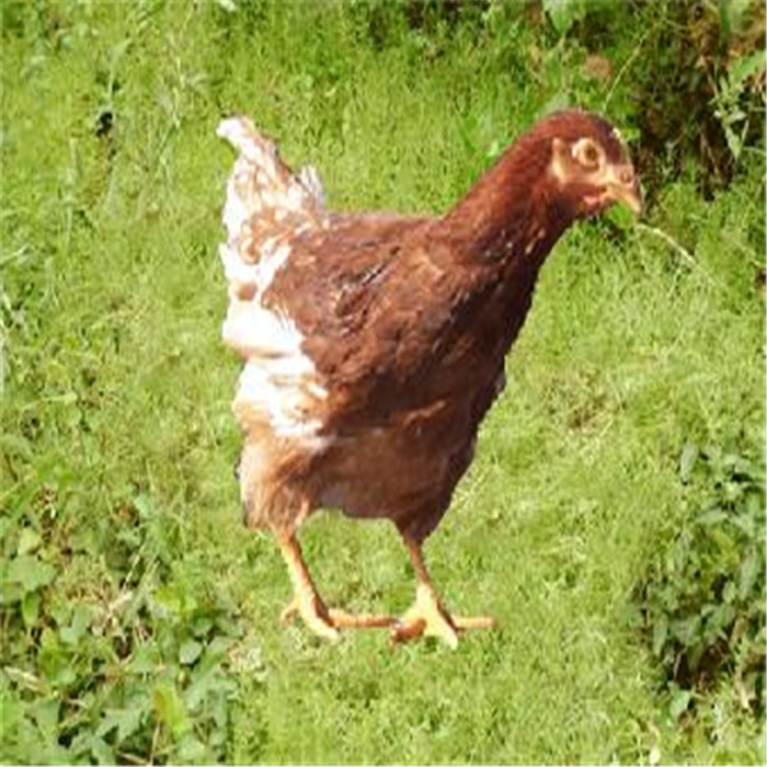 石家庄青年鸡养殖场