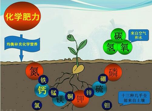 为什么使用中微量元素水溶肥可以减少柑橘病虫害发生