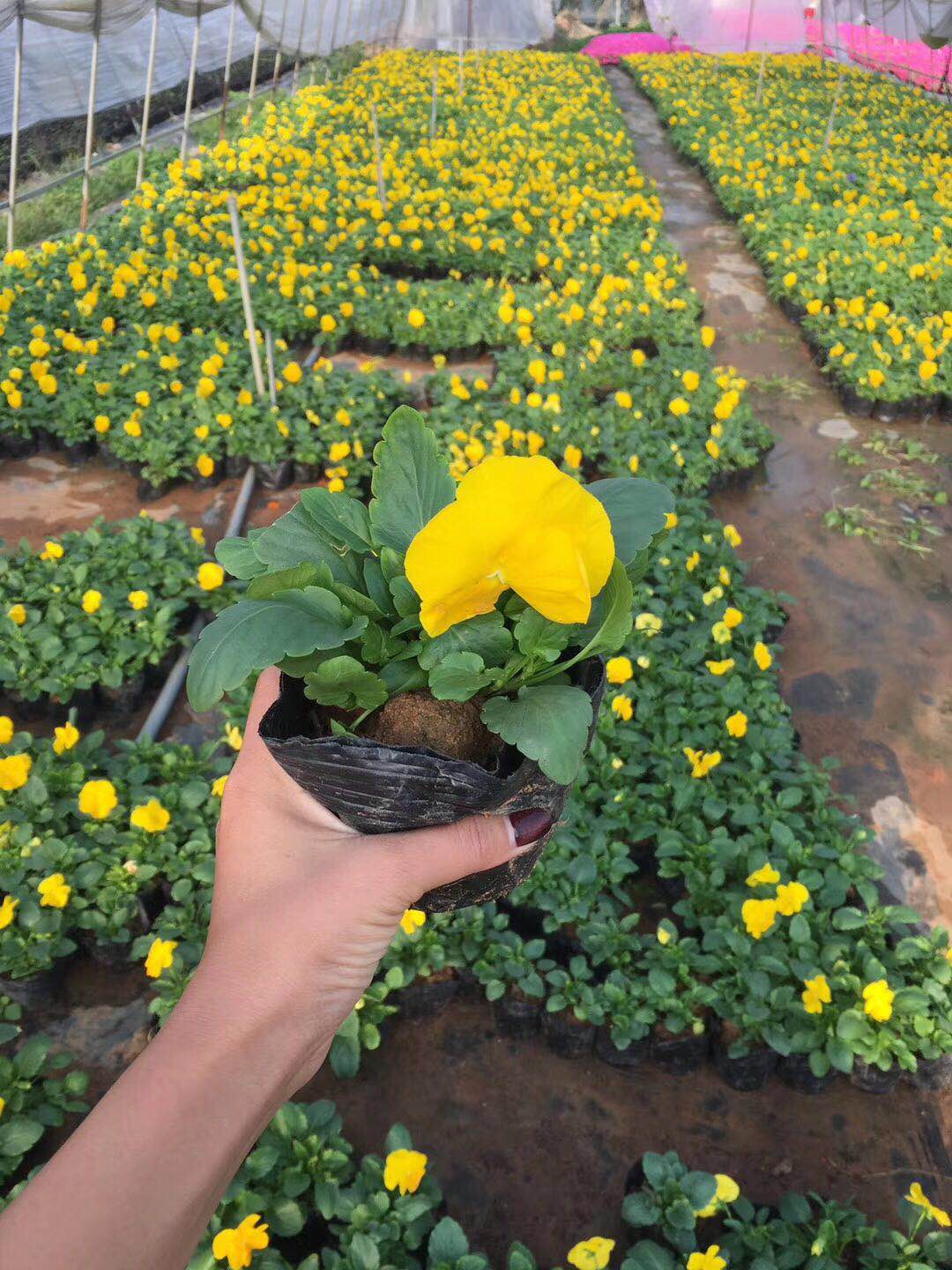 时花福建苗圃种植品种多样自产自销