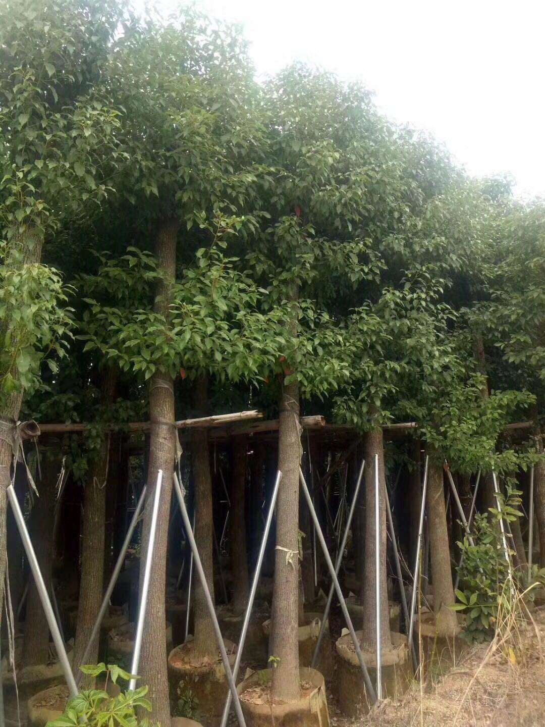 香樟福建漳州基地種植供應袋苗移栽自產自銷量大從優