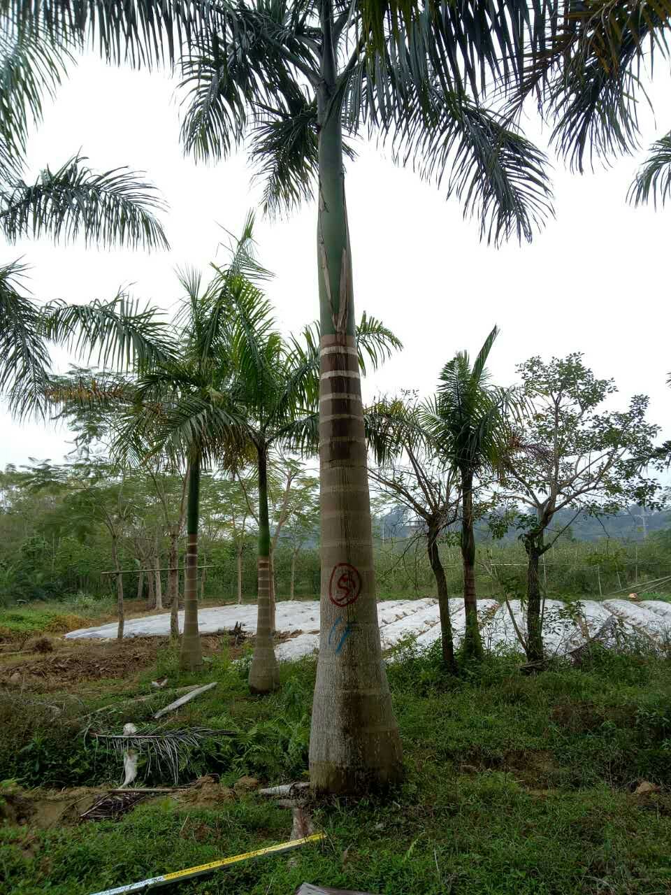 cook),别名王棕,文笔树,假槟榔,棕榈科大王椰子属植物,原产于古巴