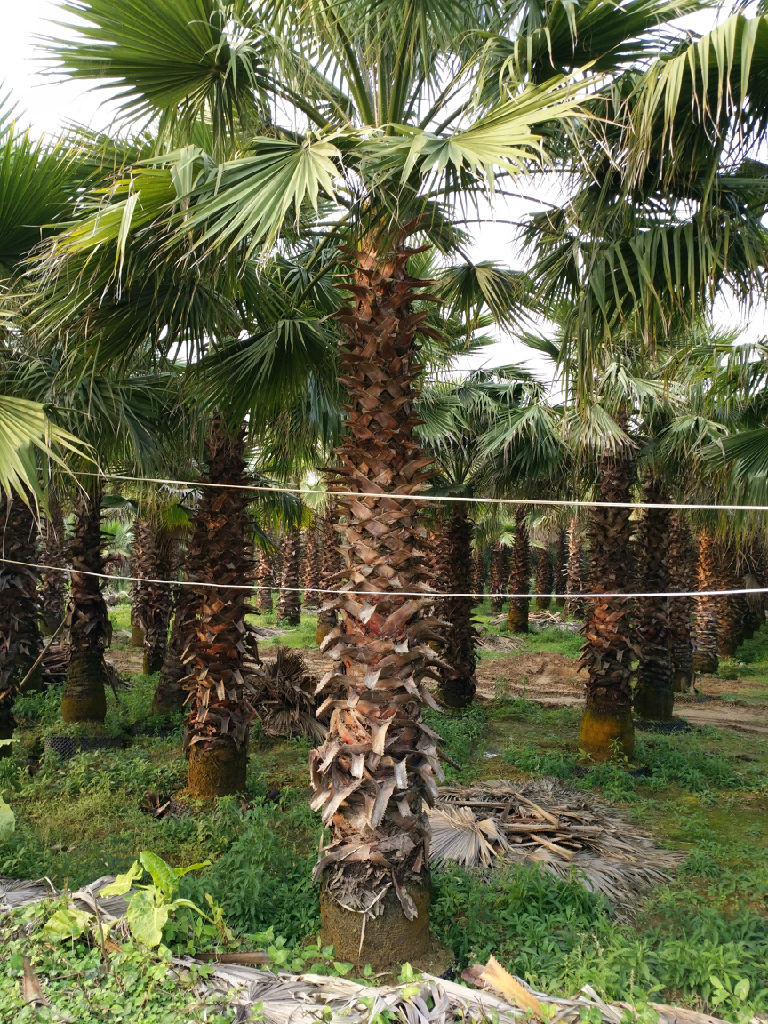 絲葵(學名:washingtonia filifera)俗稱老人葵,別名加州蒲葵,華盛頓