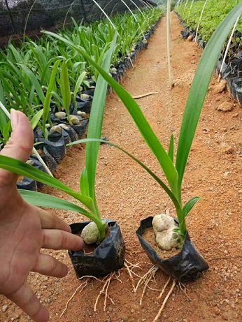 晋中市观赏植物小苗文殊兰现低价出售