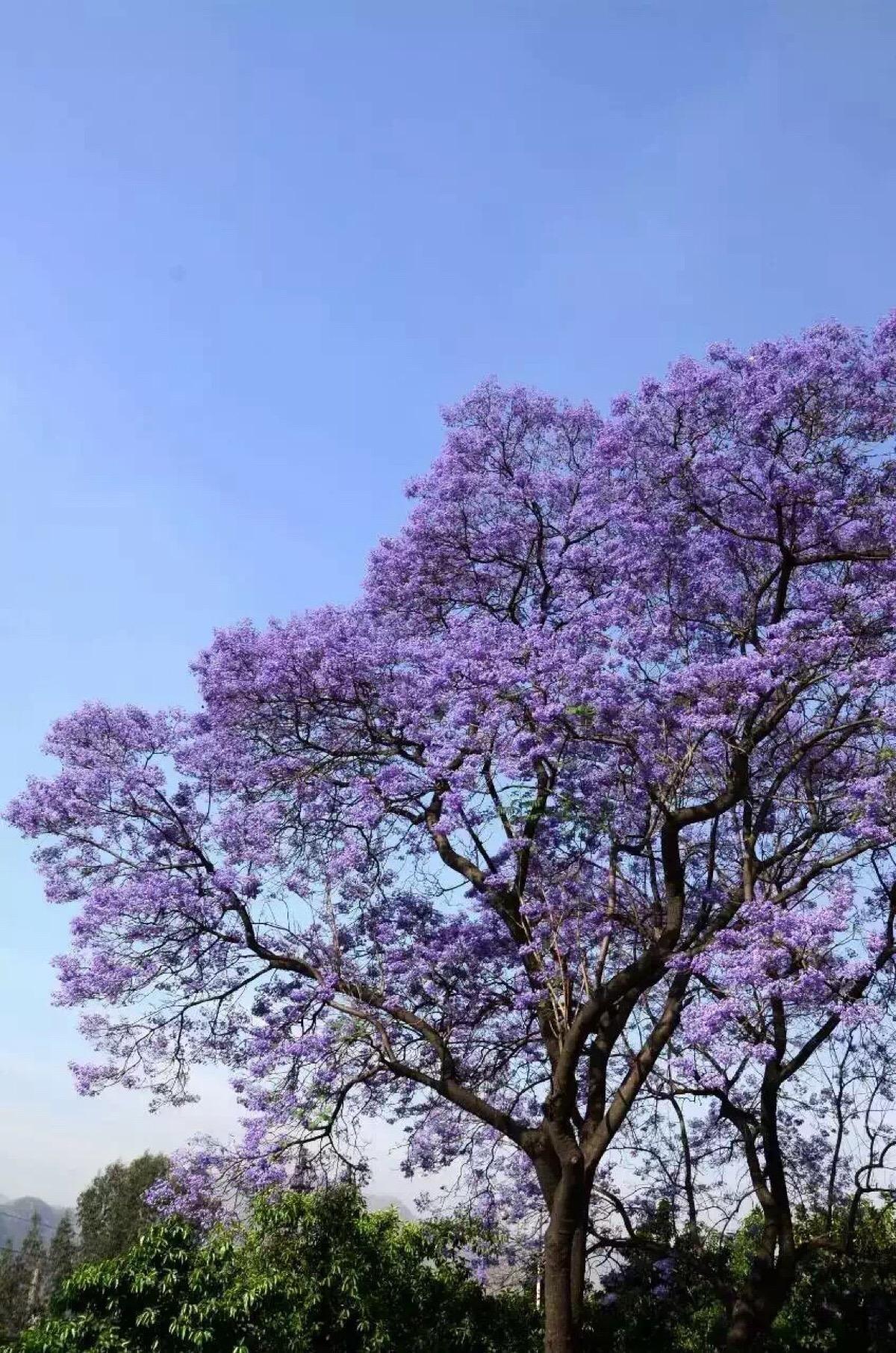 蓝花楹价格(蓝花楹价格表)