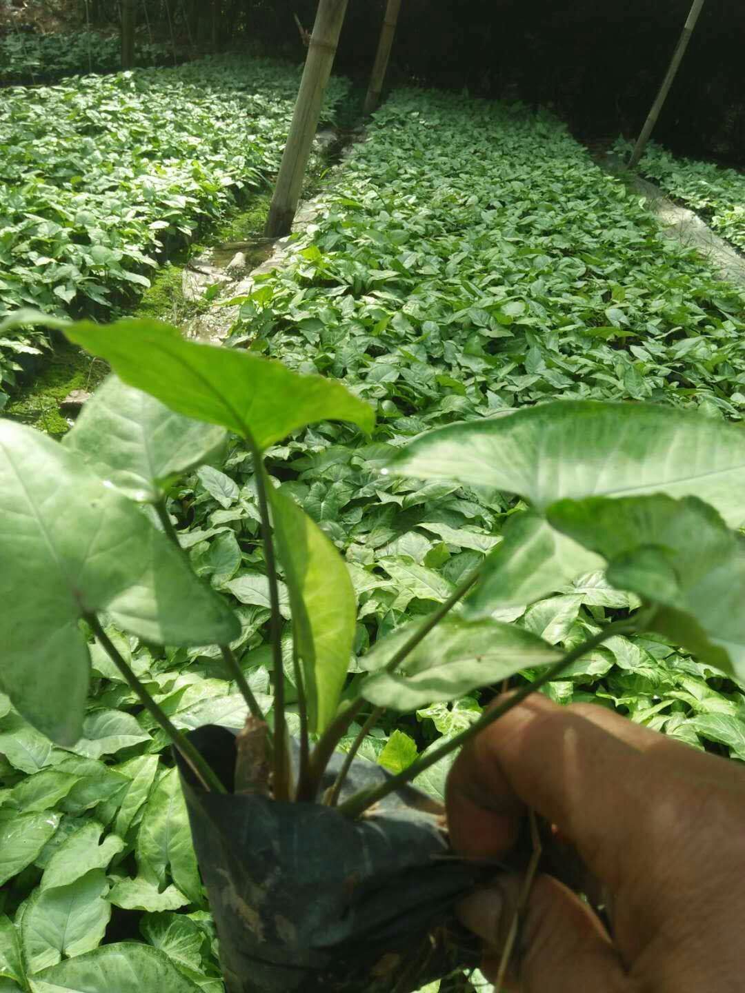 产地优惠供应观赏植物合果芋
