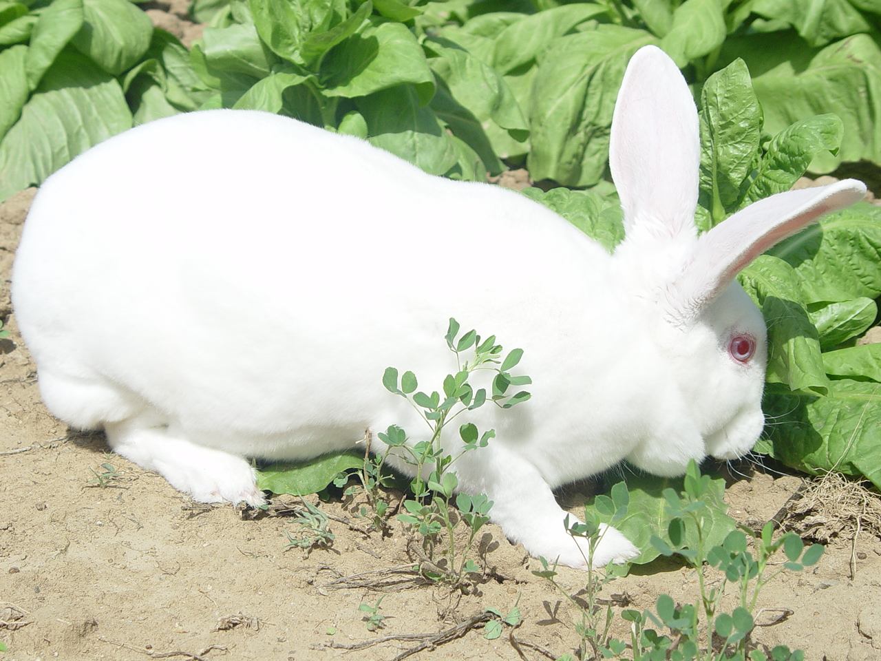 法系獭兔成年兔几个月图片