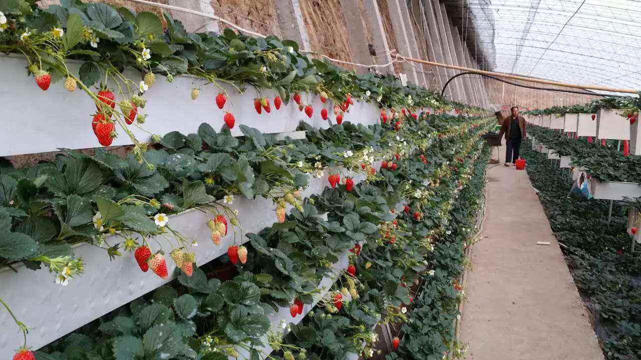 平度市华耀温室hd-5草莓架多少钱一平米