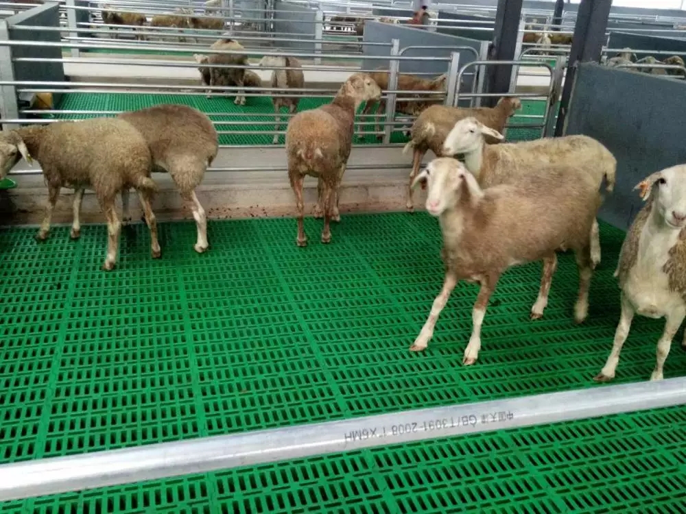养羊专用漏粪地板塑料羊床塑料羊床价格