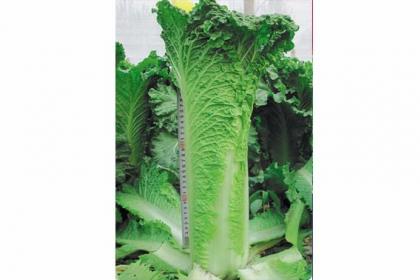 秋香75秋香75青麻叶类白菜,白菜种子公司,青麻白菜