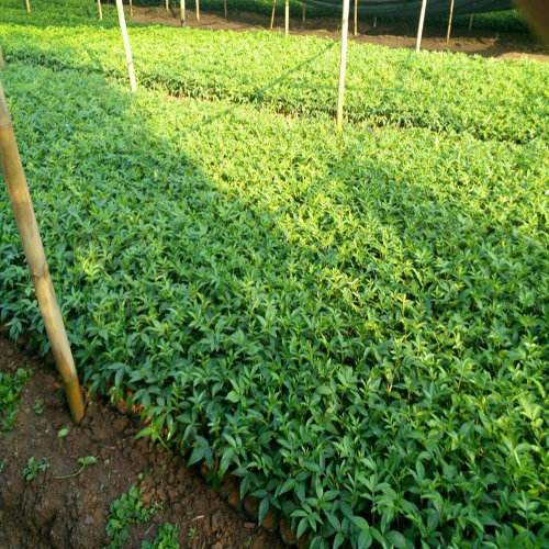 64_德阳藤椒苗种植成活率高_四川林友农业开发有限公司