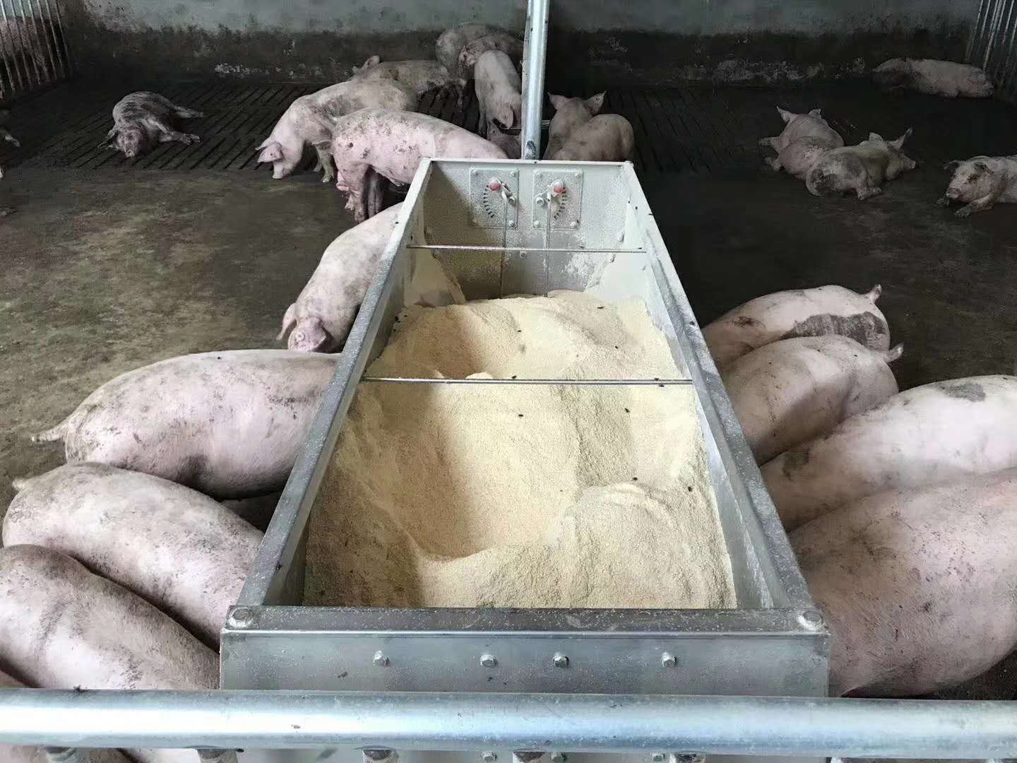 自制养猪用猪食槽图片