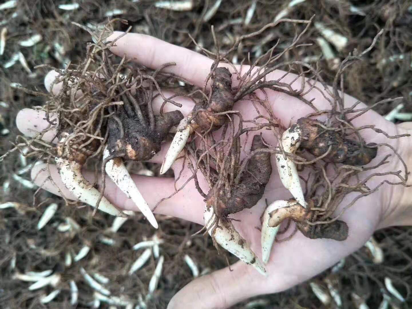 重楼种植技术供应种苗块茎