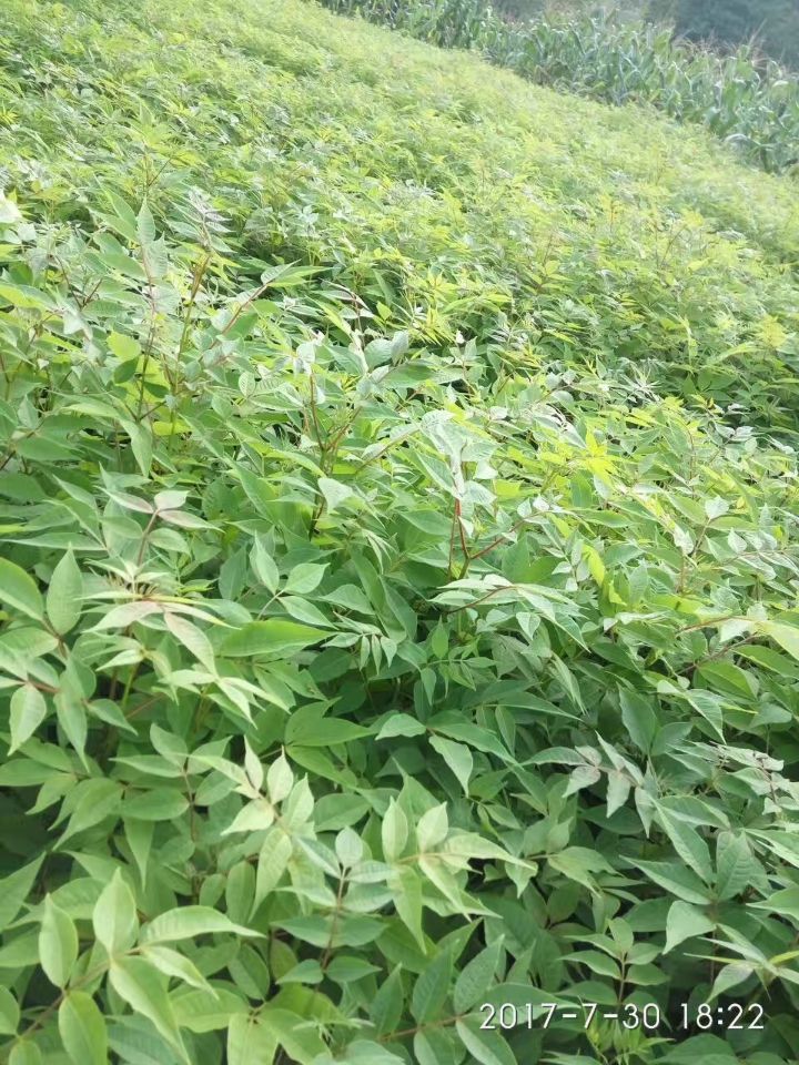 黄柏苗,30100厘米