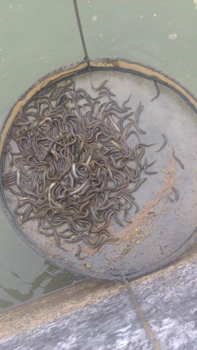 价 格:面议泥鳅苗养殖技术培训鱼苗池里蜻蜓幼虫,水蜈蚣,松藻虫,龙虱