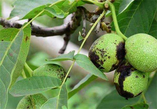 核桃炭疽病怎么防治用靓果安杀菌剂