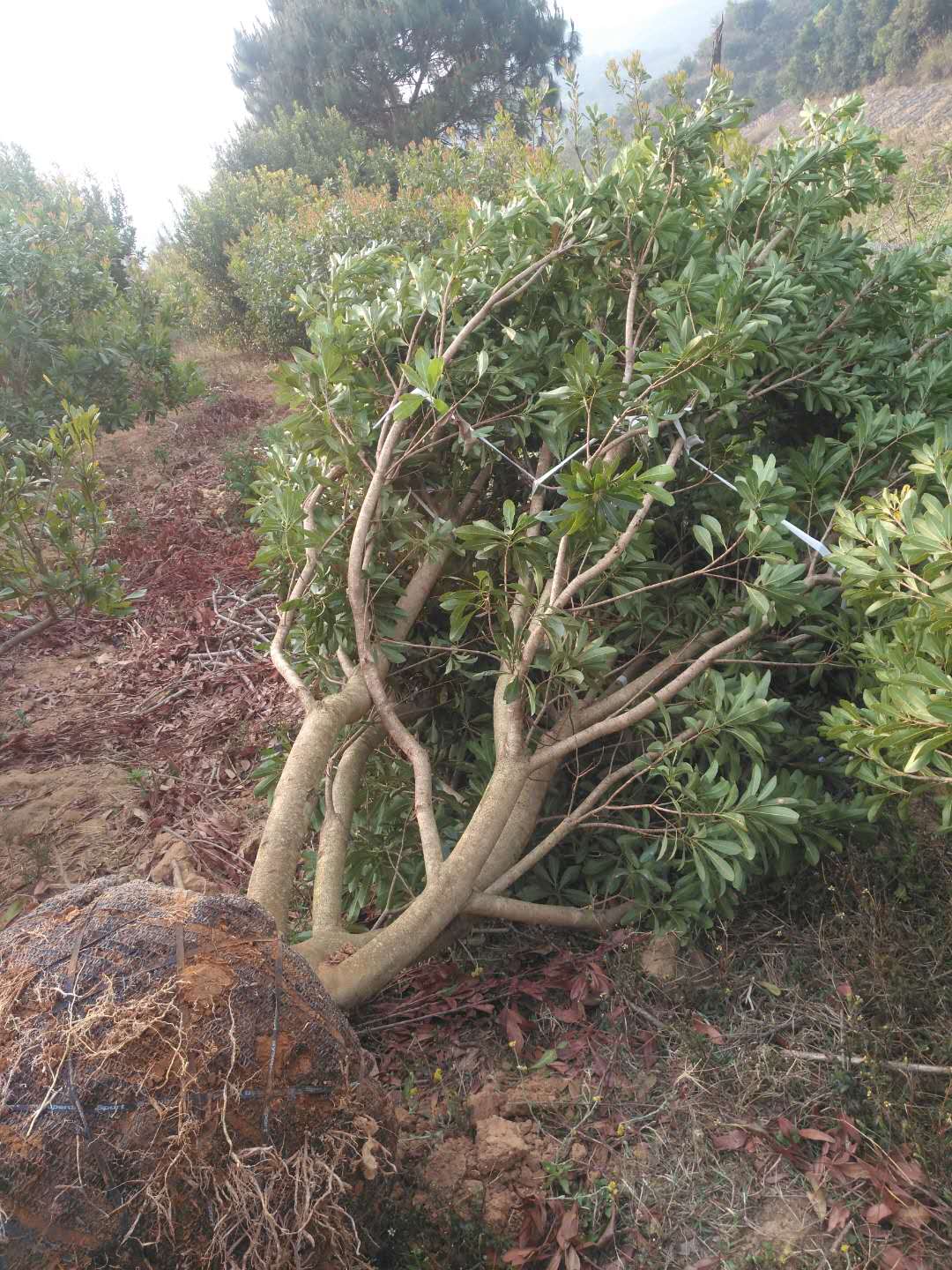 供應楊梅樹,雲南地區萬畝楊梅種植基地,一手貨源供應