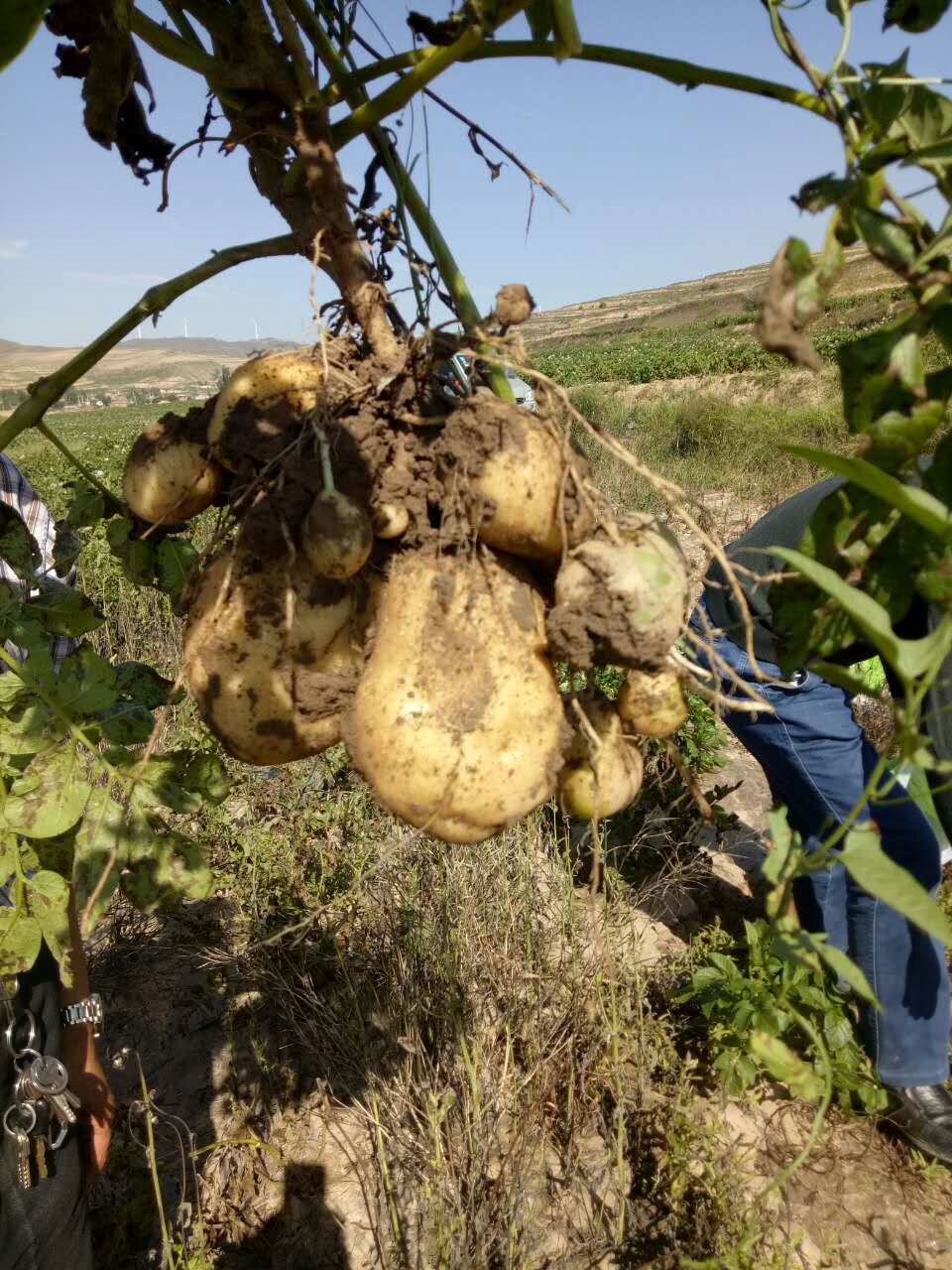 诺普琳土豆生根养根,促根壮苗控旺叶面肥