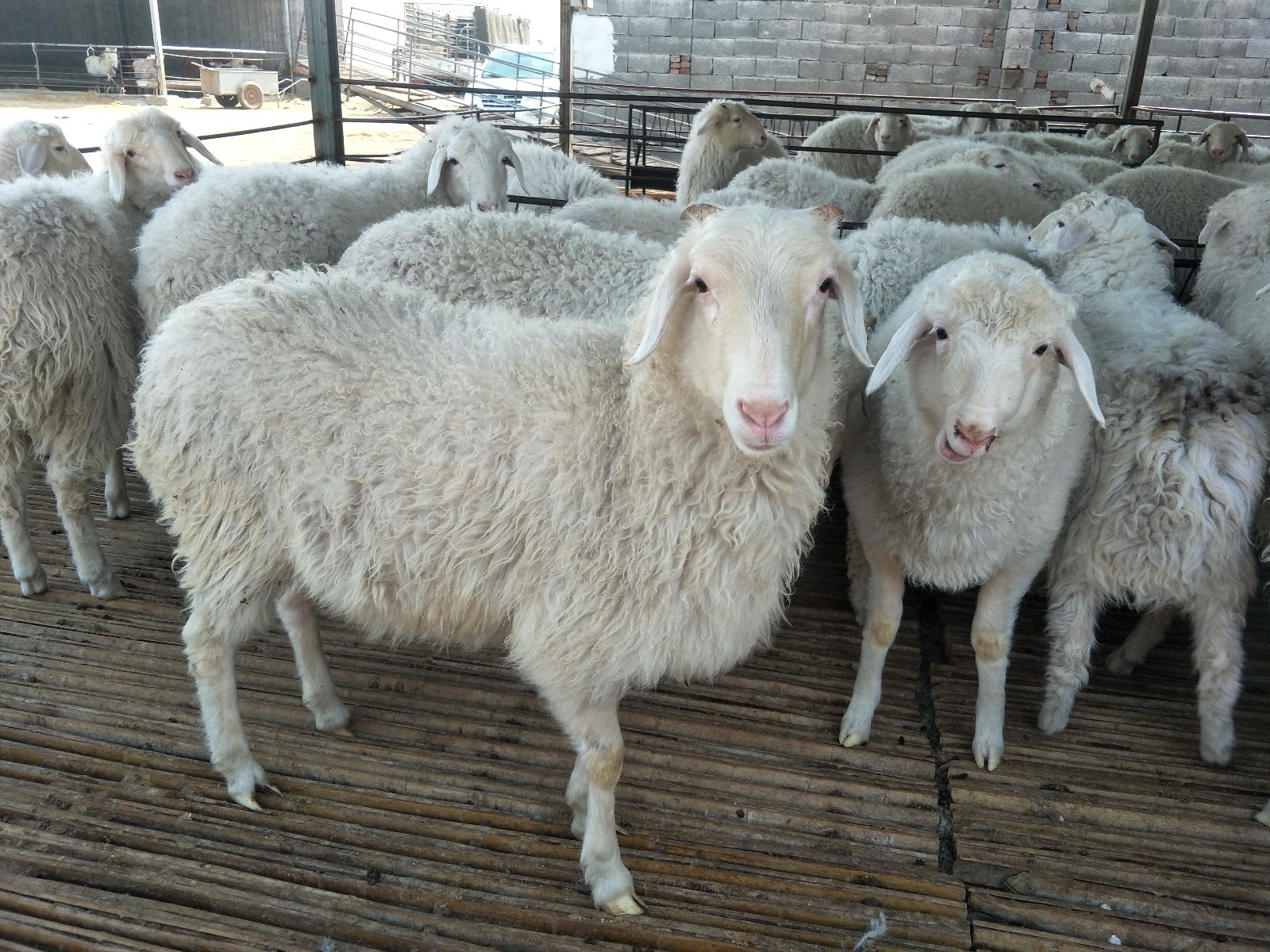 新疆湖羊图片