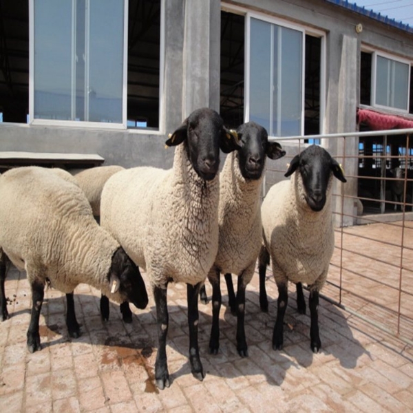 超群种羊场杜泊羊图片