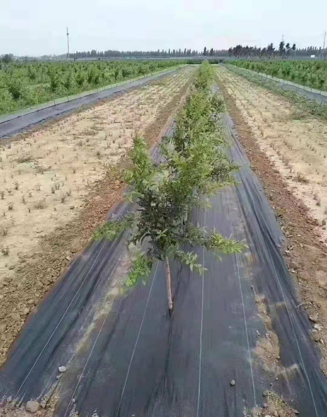 定制果树覆盖农用除草布果园防草布厂家pp防草布价格