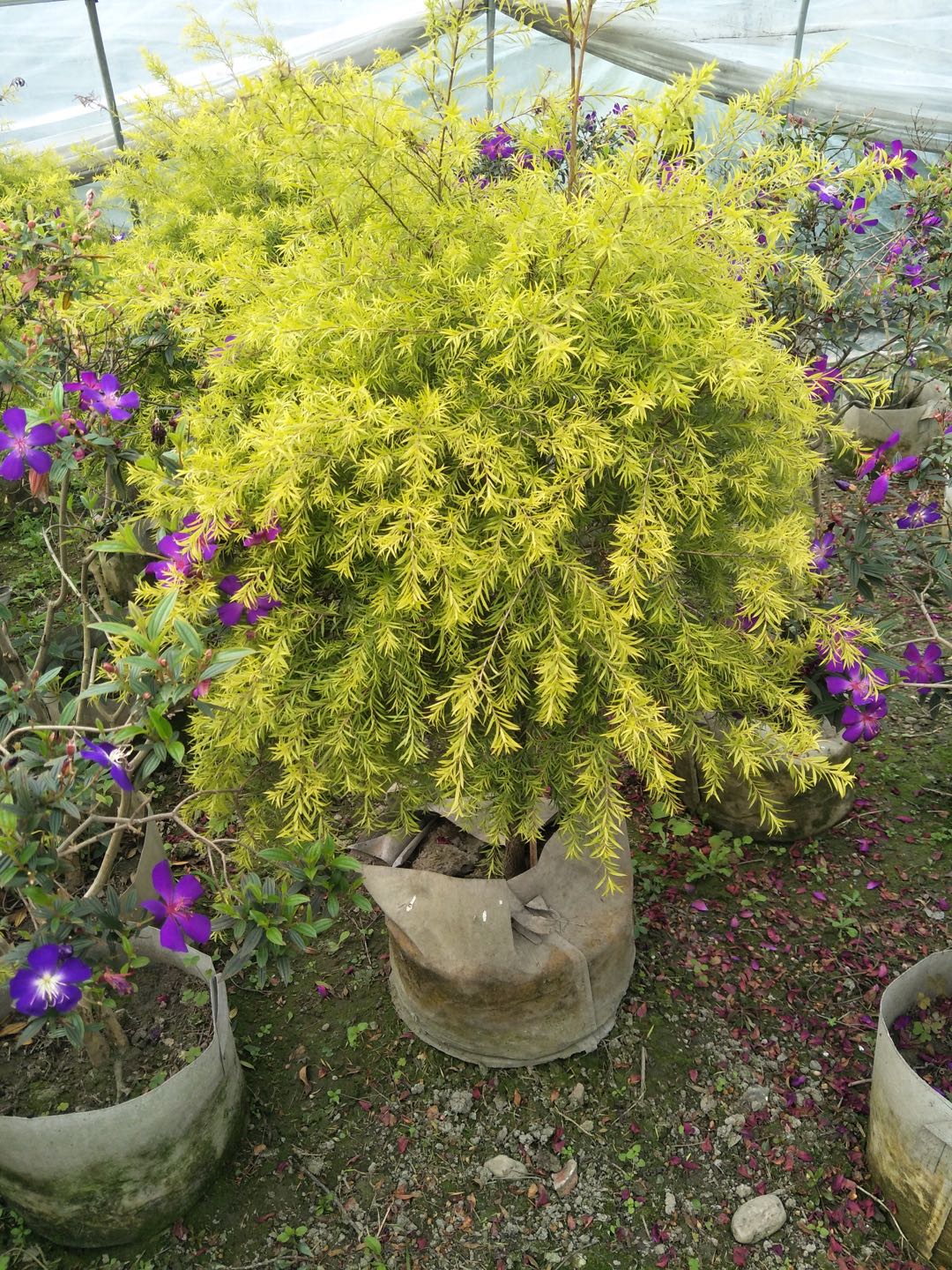 四川优质千层金球千层金球处理千层金球价格