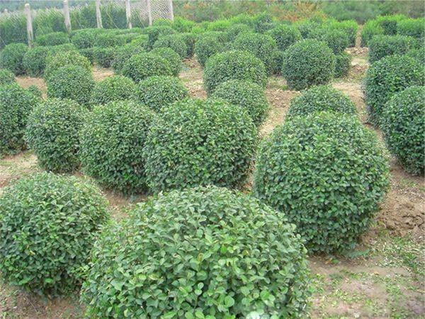 淄博奥景园艺公司常年供应扶芳藤球