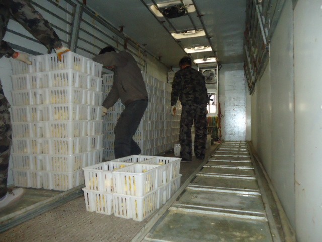 塑料鸡苗箱,隔板鸡苗箱,四格鸡苗运输箱