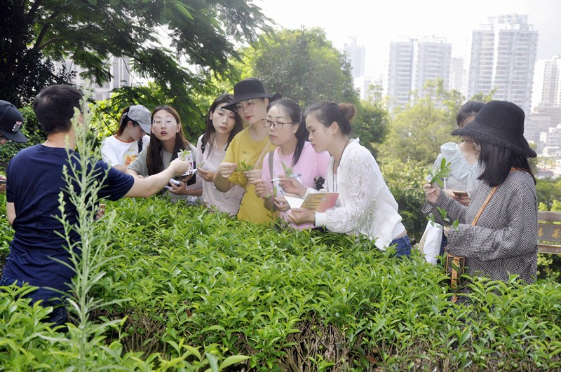 高级茶艺培训师机构_培训高级机构茶艺师要求_培训高级机构茶艺师怎么样