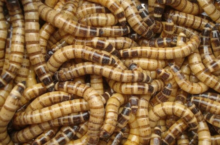 大理蛋白虫养殖回收繁殖率高抗病率强