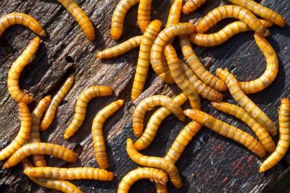 9,乐山如何养殖蛋白虫,周期短,利润高