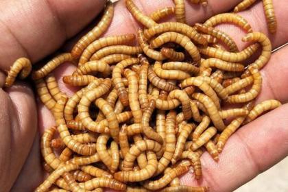 13,资阳如何养殖蛋白虫,成本低,成活率高