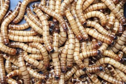 84,达州养殖蛋白虫,创收优势明显