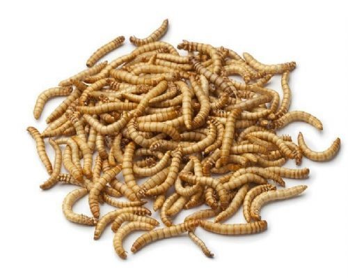 贵州蛋白虫养殖技术贵州蛋白虫回收价格怎么养殖蛋白虫