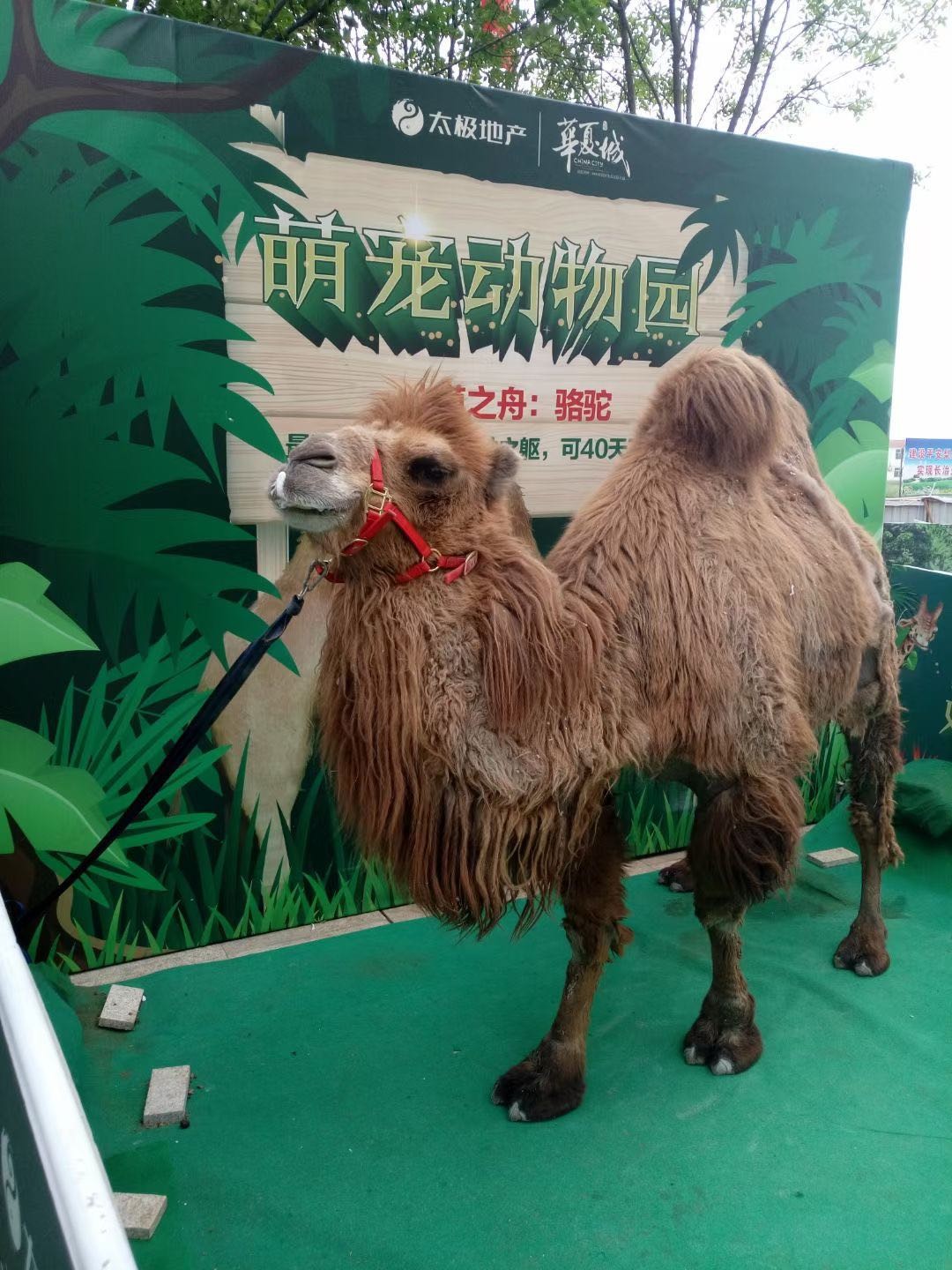 南京斑馬展覽展示，免費專車策劃