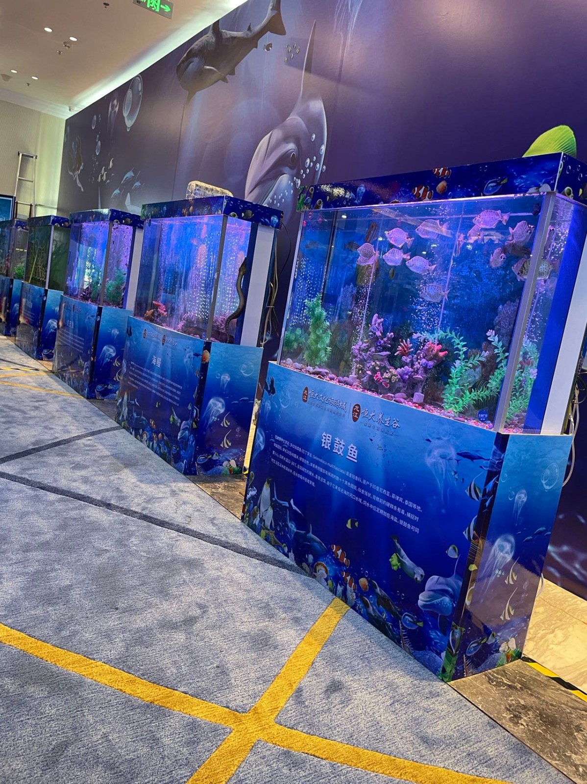 廣州海洋動物表演，海獅海豹互動演出