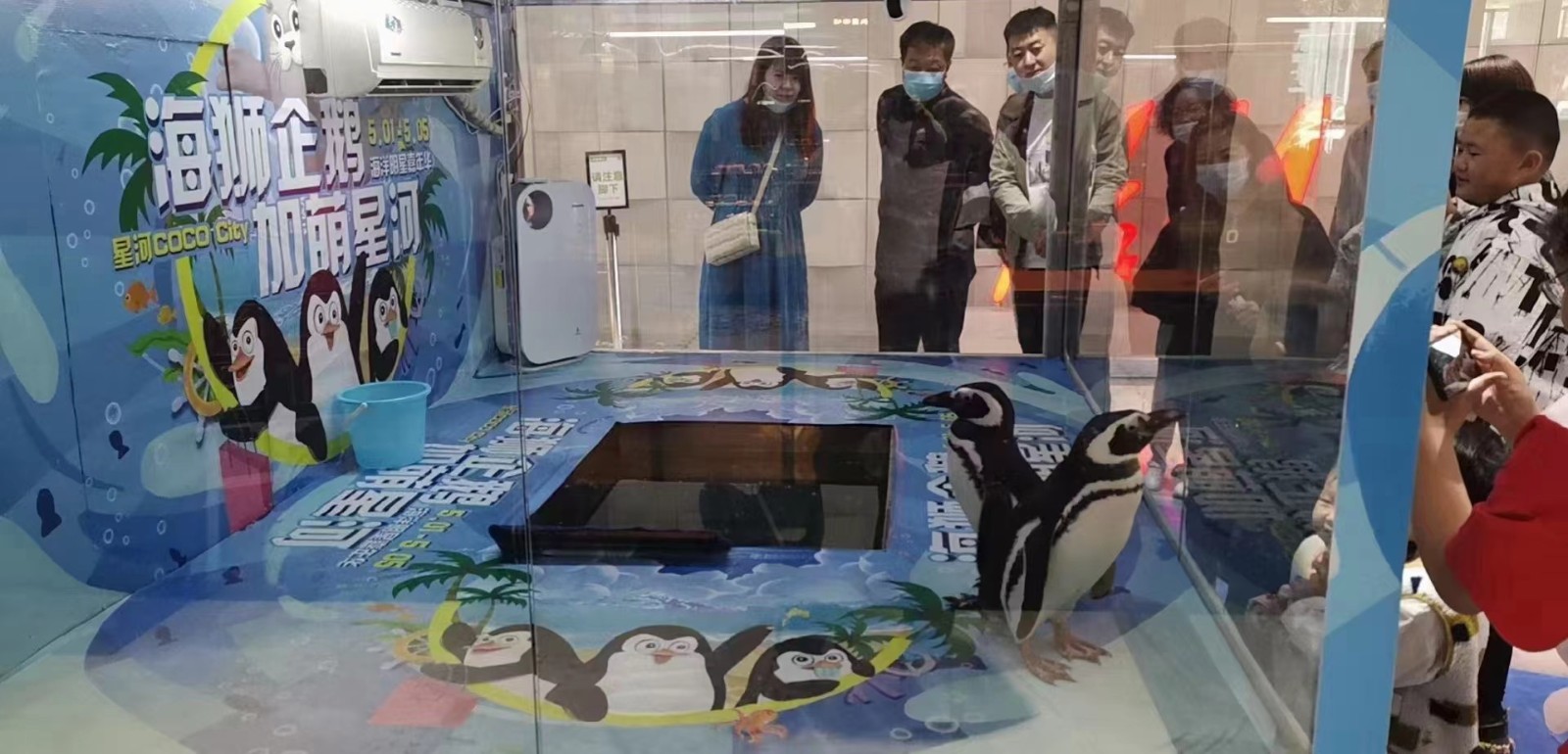 宜昌企鹅互动表演，项目多样丰富