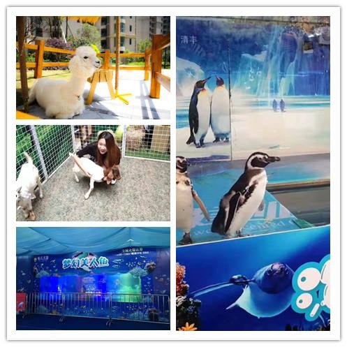 山東企鵝展演出公司，山東司專專業承接各種活動場景