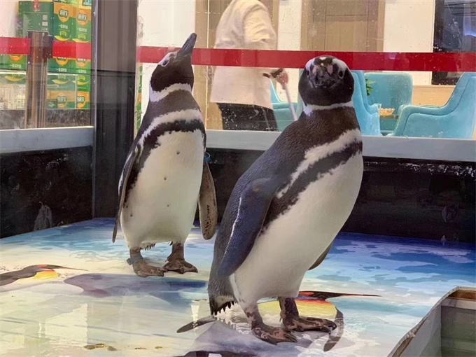 企鵝展覽哪裡有鴿子展出租，海洋魚缸展租賃