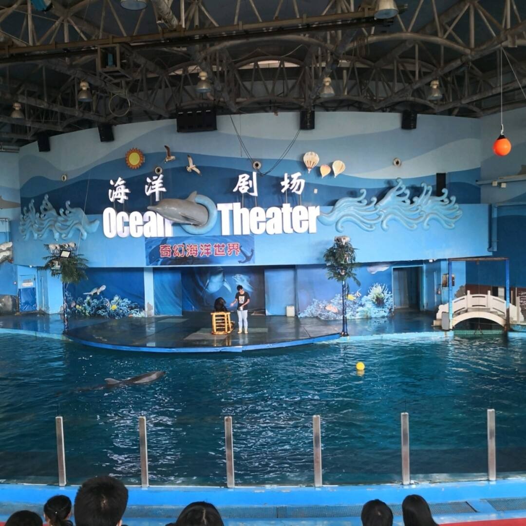 斑馬展覽展示海獅表演，價格好