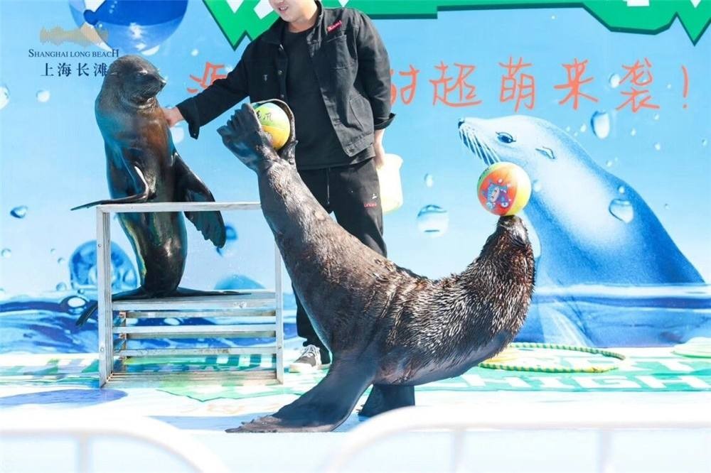 舒蘭市海洋動物展覽，用心服務每一位客戶