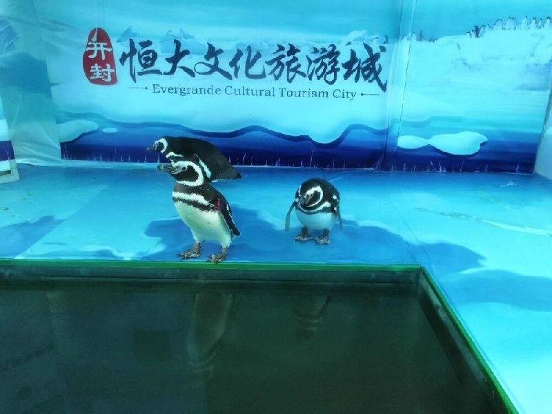 山東海獅企鵝表演公司，一站式服務