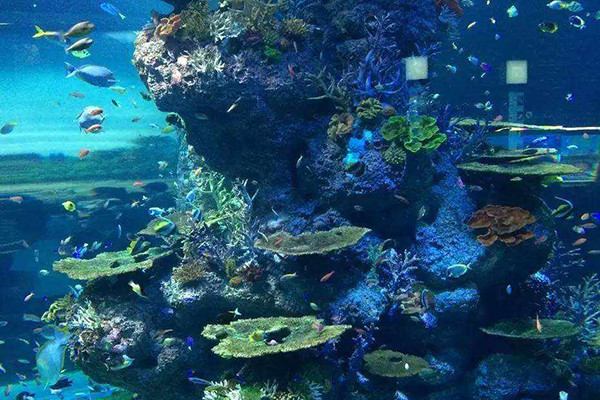 江蘇海洋生物展覽展示，您放心的選擇