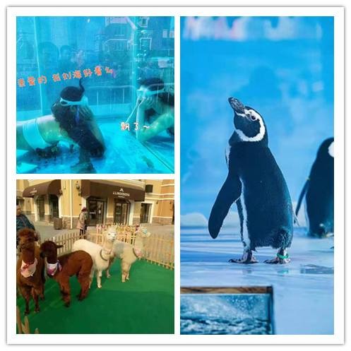 海獅海豹表演斑馬展覽出租，海洋魚缸展租賃