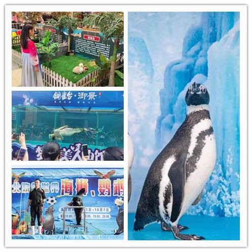 企鵝展覽海洋動物表演，火雞展出租