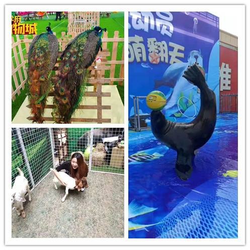 北京萌寵養殖出售，多種動物表演