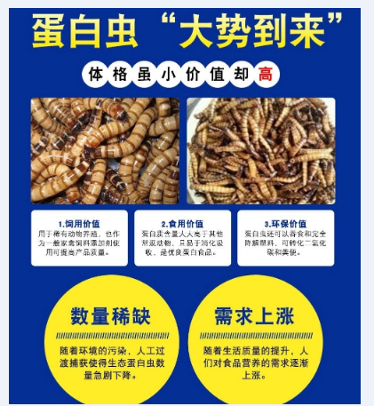 重慶銅梁蛋白蟲養殖四季可養，産量可觀，管理輕松