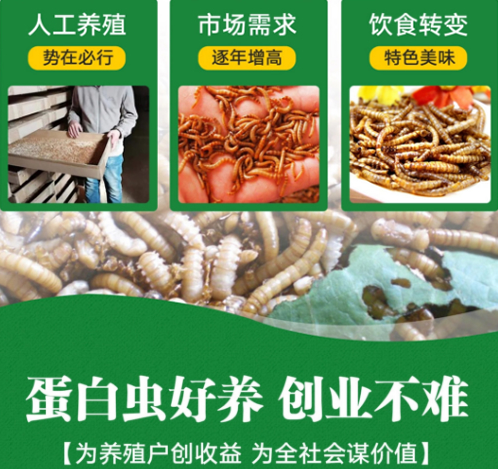 蛋白蟲的養殖騙局，推薦貴州源農鑫正規企業合作有保障