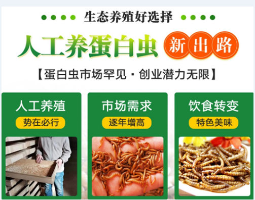 重慶地區蛋白蟲養殖項目招商在行動，把握商機創業緻富