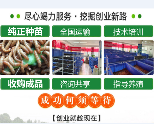 重慶大足蛋白蟲養殖送種苗上門免費技術支持包銷路